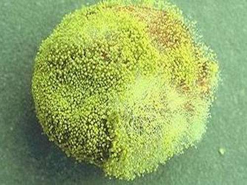 如何防控致癌性最強的黃曲霉毒素“致命”超標(biāo)？